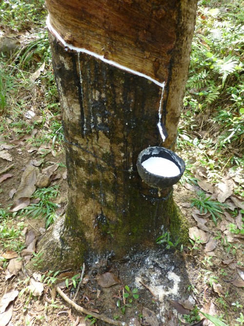 Sri Lanka Rubber Sector Aiming To Become $3 Billion A Year Industry By 