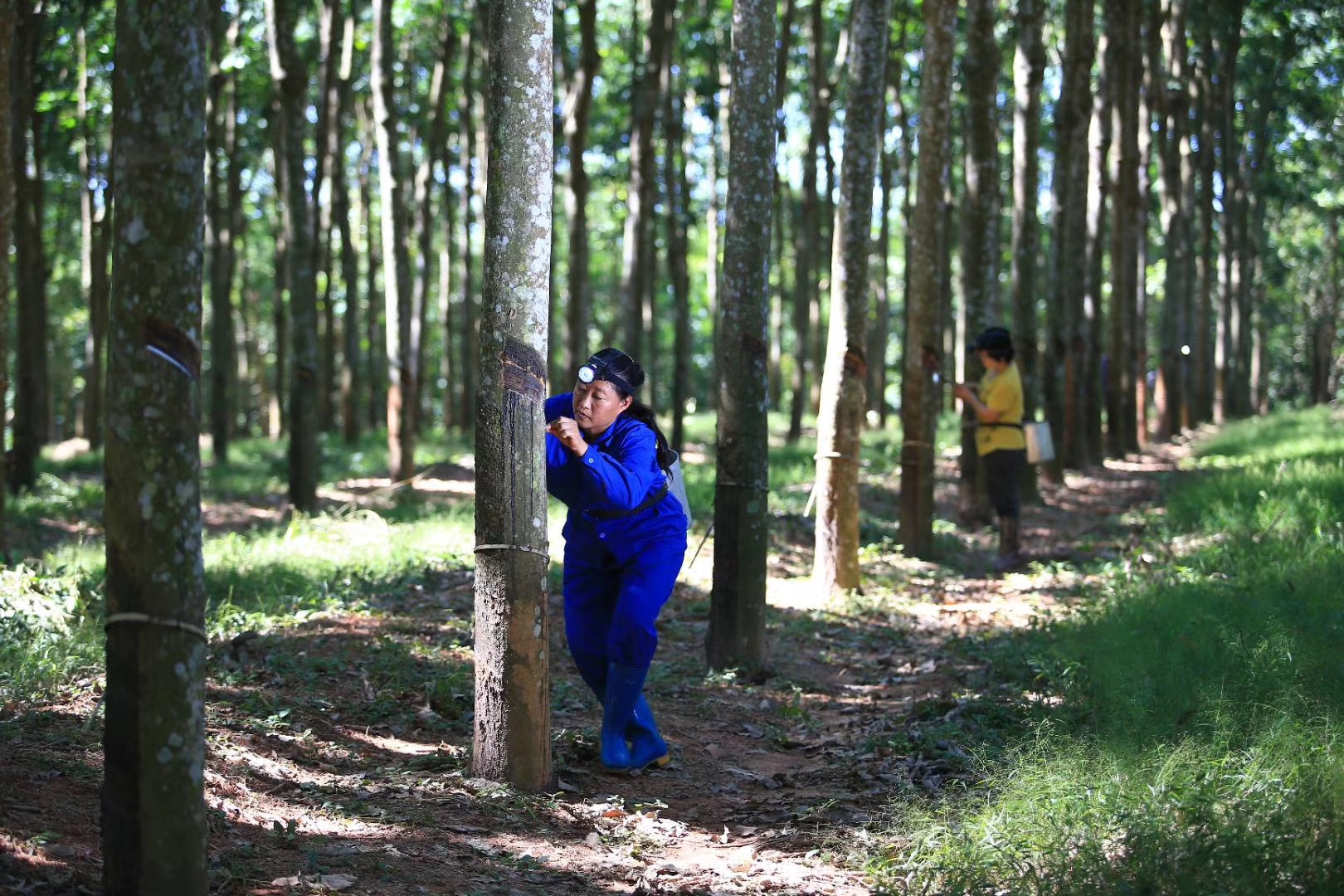 Tyre majors buying Hainan’s natural rubber