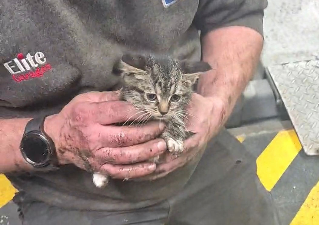 Elite Garages adds kitten rescue to service portfolio