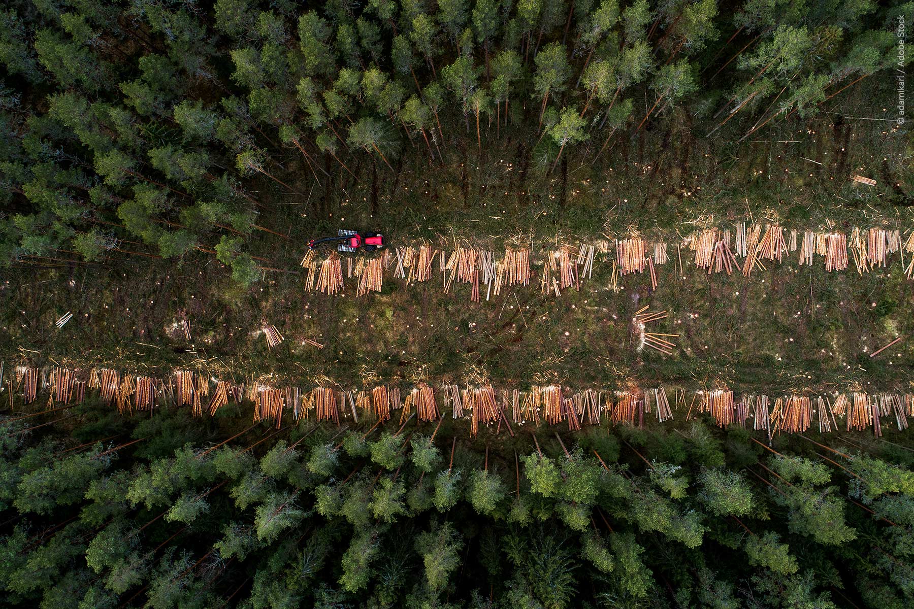 EUDR: European Parliament gives extra year to comply with deforestation rules